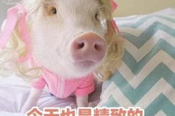 娱乐吃瓜酱猪猪视频,揭秘热门视频背后的趣味故事